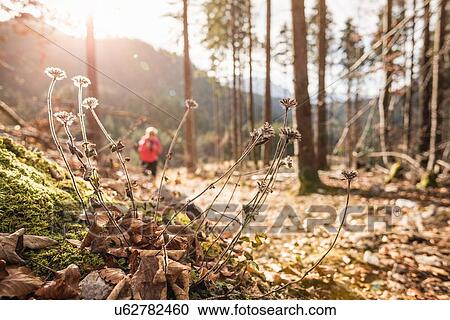 Stock Image - "Distant view of young female hiker in forest, Reutte, Tyrol, Austria". Fotosearch