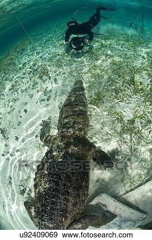 "Diver approaching American crocodile (crocodylus acutus) in clear waters of Caribbean, Chinchorro Banks (Biosphere Reserve), Quintana Roo, Mexico" View Large Photo Image Stock Photo - "Diver approaching American crocodile (crocodylus acutus) in clear waters of Caribbean, Chinchorro Banks (Biosphere Reserve), Quintana Roo, Mexico". Fotosearch