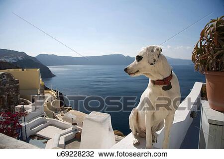 "Dog looking over its shoulder at sea view, Oia, Santorini, Cyclades, Greece" View Large Photo Image Stock Image - "Dog looking over its shoulder at sea view, Oia, Santorini, Cyclades, Greece". Fotosearch