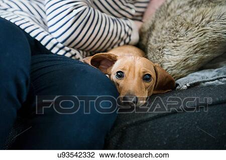 Stock Image - "Dog lying on sofa, portrait". Fotosearch