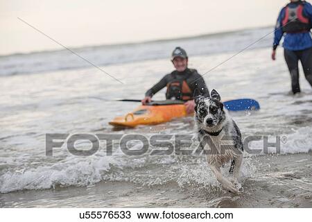 Dog running in sea View Large Photo Image Stock Image - Dog running in sea. Fotosearch