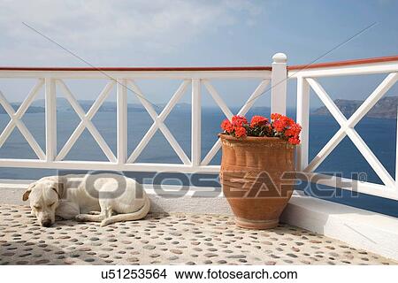 Picture - "Dog sleeping on balcony with sea view, Oia, Santorini, Cyclades, Greece". Fotosearch