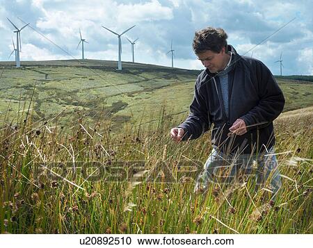 Stock Image - Ecologist inspecting grass on windfarm. Fotosearch