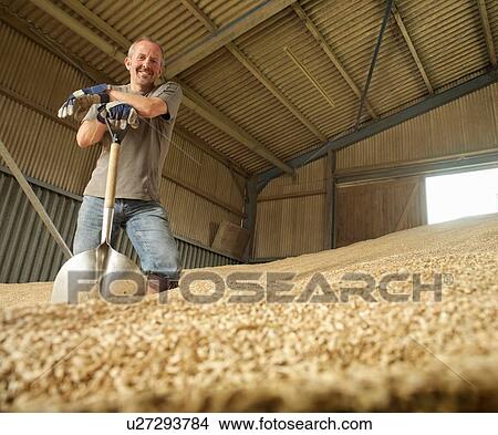 "Farmer shoveling grain in barn, portrait" View Large Photo Image Picture - "Farmer shoveling grain in barn, portrait". Fotosearch