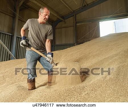 Farmer shoveling grain in barn View Large Photo Image Stock Photo - Farmer shoveling grain in barn. Fotosearch
