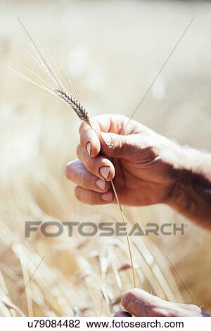 Stock Image - Farmers hands holding ear of wheat in field. Fotosearch