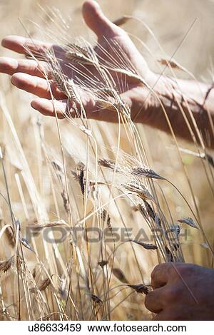 Stock Photo - Farmers hands touching ears of wheat in field. Fotosearch