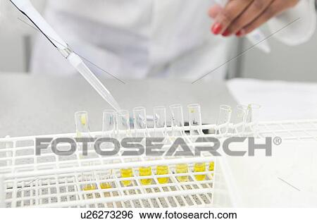 Female hand pipetting yellow liquid into test tubes in lab View Large Photo Image Stock Photograph - Female hand pipetting yellow liquid into test tubes in lab. Fotosearch