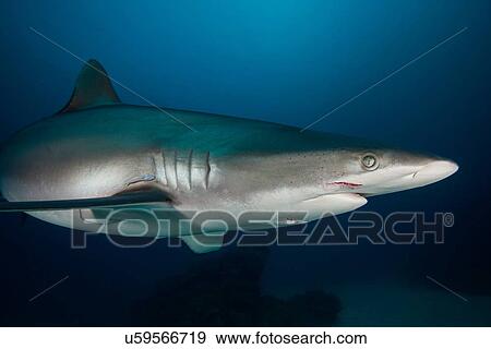 "Female silky shark with bite marks, probably received during courtship ritual, Socorro Island, Revillagigedo, Mexico" View Large Photo Image Stock Photo - "Female silky shark with bite marks, probably received during courtship ritual, Socorro Island, Revillagigedo, Mexico". Fotosearch