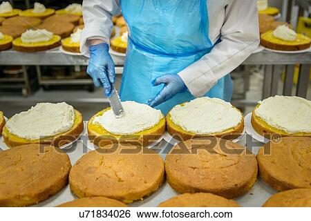 Stock Photograph - "Female worker spreading filling on cakes in cake factory, close up". Fotosearch