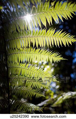Stock Image - Fern leaves. Fotosearch