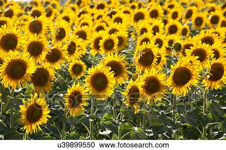 Stock Image - "Field of sunflowers, Pienza, Val D'Orcia, Tuscany, Italy". Fotosearch