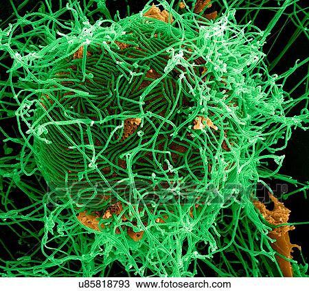 Stock Image - Filamentous Ebola virus particles (colored green) budding from a chronically-infected VERO E6 cell (colored yellow). Fotosearch