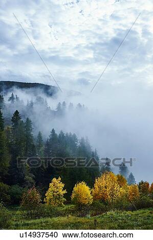 Stock Image - "Forest in cloud, Chamois, Italy". Fotosearch