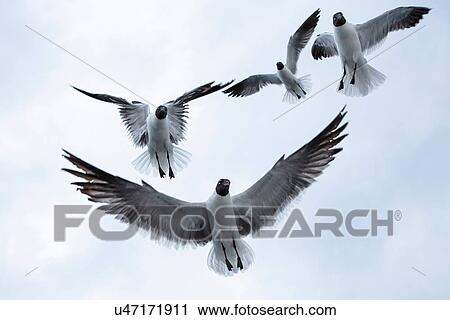Stock Image - Four black-headed gulls (chroicocephalus ridibundusflying) overhead. Fotosearch