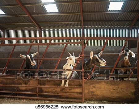 Four goats looking sideways in farm barn View Large Photo Image Stock Photography - Four goats looking sideways in farm barn. Fotosearch