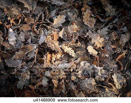 "Frosted oak leaves in forest, Yorkshire" View Large Photo Image Stock Photo - "Frosted oak leaves in forest, Yorkshire". Fotosearch