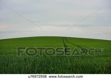 Green field with tracks View Large Photo Image Stock Photo - Green field with tracks. Fotosearch