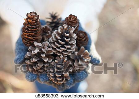 Hands of mature woman holding pine cones in forest View Large Photo Image Stock Image - Hands of mature woman holding pine cones in forest. Fotosearch