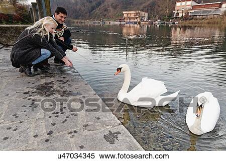 Stock Photography - "Heterosexual couple crouching by swans on lake, Lombardy, Italy". Fotosearch