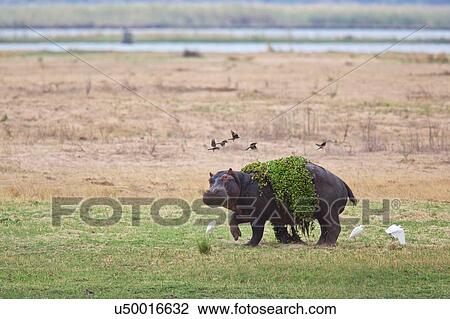 "Hippopotamus (Hippopotamus amphibius), Mana Pools National Park, Zimbabwe, Africa" View Large Photo Image Stock Image - "Hippopotamus (Hippopotamus amphibius), Mana Pools National Park, Zimbabwe, Africa". Fotosearch