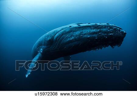 Stock Photo - "Humpback whale (Megaptera novaeangliae) swimming in the deep, Roca Partida, Revillagigedo, Mexico". Fotosearch