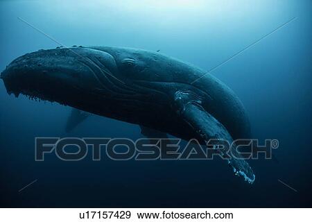 Stock Photo - "Humpback whale (Megaptera novaeangliae) resting in the deep, Roca Partida, Revillagigedo, Mexico". Fotosearch