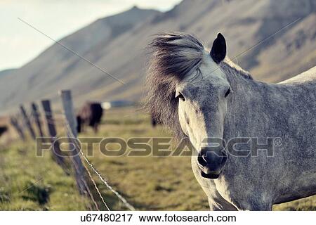 Stock Photo - "Icelandic horse, Snaefellsnes Peninsula, Iceland". Fotosearch