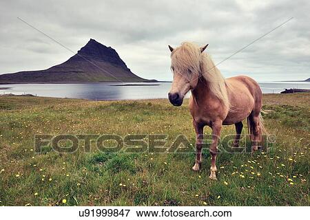 "Icelandic horse, Snaefellsnes Peninsula, Iceland" View Large Photo Image Stock Photo - "Icelandic horse, Snaefellsnes Peninsula, Iceland". Fotosearch