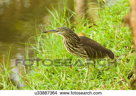 Picture - " Indian Pond Heron (Ardeola grayii), Mararikulam, Kerala, India". Fotosearch