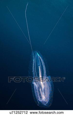 Stock Image - "Jellyfish with electric colour dots and stripes, Socorro Island, Revillagigedo, Mexico". Fotosearch