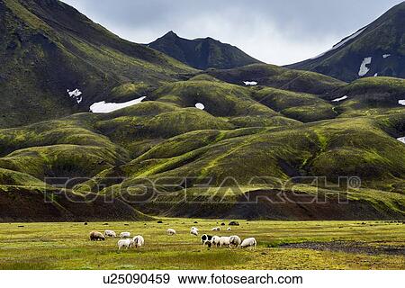 "Landmannalaugar, Highlands of Iceland" View Large Photo Image Stock Photo - "Landmannalaugar, Highlands of Iceland". Fotosearch