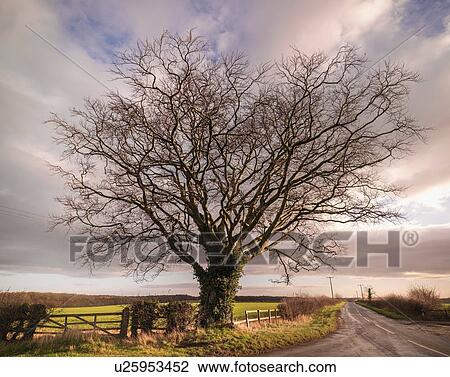 " Large Beech tree, (fagus sylvatica) in Yorkshire" View Large Photo Image Stock Image - " Large Beech tree, (fagus sylvatica) in Yorkshire". Fotosearch