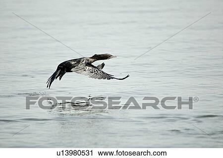 Stock Image - "Little cormorant (Microcarbo niger), Kerala, India". Fotosearch