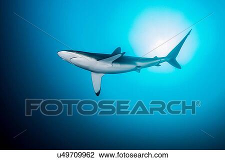 "Lonely, curious silky shark circling, Socorro Island, Revillagigedo, Mexico" View Large Photo Image Stock Image - "Lonely, curious silky shark circling, Socorro Island, Revillagigedo, Mexico". Fotosearch