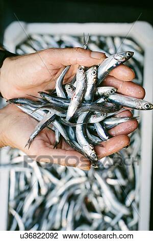 Stock Image - Male hands holding fresh anchovies at fish farm. Fotosearch