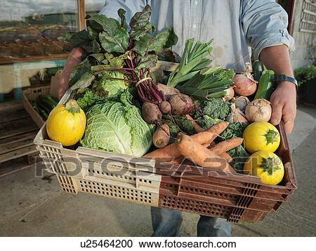Stock Image - "Male organic farmer with basket of organic vegetables outside farm shop, close up". Fotosearch