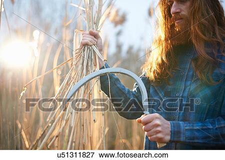 Stock Photo - Man harvesting wheat with scythe. Fotosearch