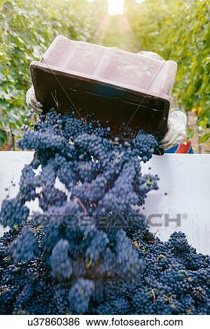 Stock Photograph - Man unloading harvested grapes into trailer. Fotosearch