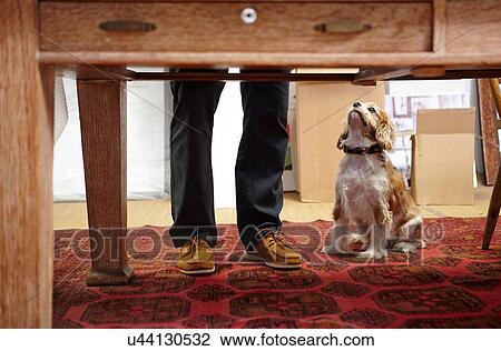 Stock Image - Mans legs and dog looking up in picture framers workshop. Fotosearch