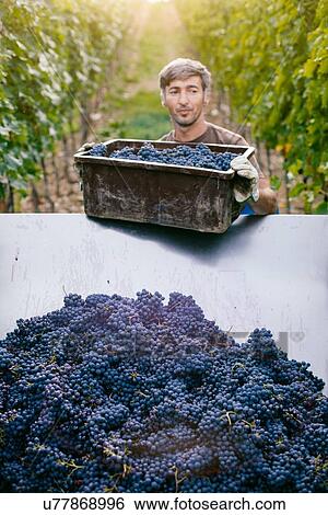 Mid adult man unloading harvested grapes into trailer View Large Photo Image Stock Photograph - Mid adult man unloading harvested grapes into trailer. Fotosearch