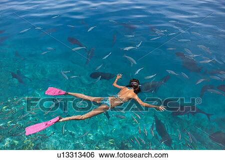 Mid adult woman snorkeling watching fish View Large Photo Image Stock Photograph - Mid adult woman snorkeling watching fish. Fotosearch