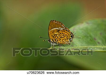 Stock Photograph - " Monkey puzzle butterfly (Rathinda amor), Kerala, India". Fotosearch