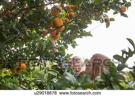 Mother holding up toddler daughter to harvest oranges from garden tree View Large Photo Image Stock Photo - Mother holding up toddler daughter to harvest oranges from garden tree. Fotosearch