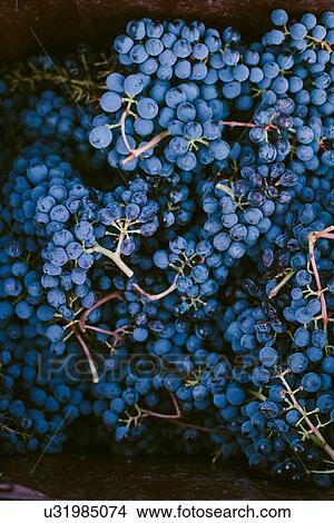 Picture - Overhead view of harvested grapes. Fotosearch