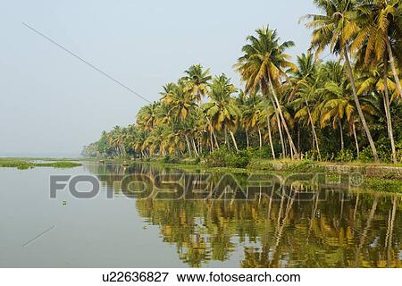 "Palm trees at water's edge, Kerala, India" View Large Photo Image Stock Photo - "Palm trees at water's edge, Kerala, India". Fotosearch