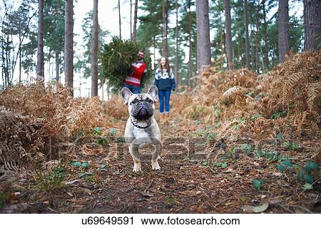 Portrait of dog in front of young couple with Christmas tree in forest View Large Photo Image Stock Image - Portrait of dog in front of young couple with Christmas tree in forest. Fotosearch