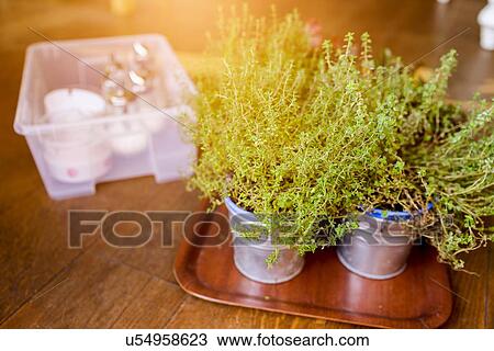 "Pots of herbs, on tray, on table, close-up" View Large Photo Image Stock Image - "Pots of herbs, on tray, on table, close-up". Fotosearch