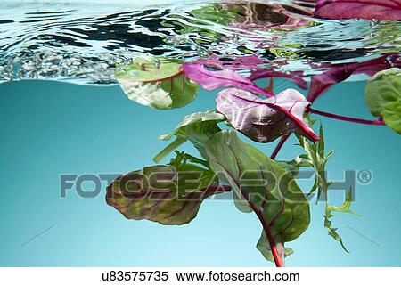 Stock Photography - Salad leaves floating in water. Fotosearch