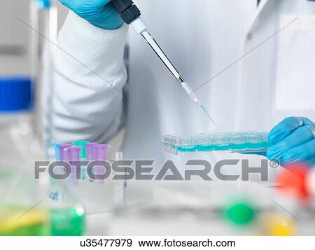 Stock Photo - Scientist pipetting sample into multi well tray for analytical testing in laboratory. Fotosearch